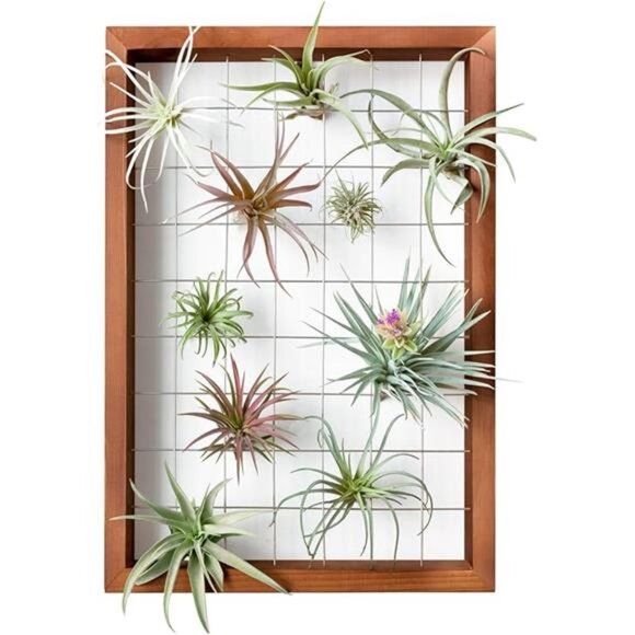 Air Plant Frame Hanging Airplant Holder Tillandsia Display Hanger Wooden Shelf - Picture 8 of 8